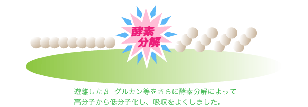 画像_遊離したβ-グルカン等をさらに酵素分解によって高分子から低分子化し、吸収をよくしました。