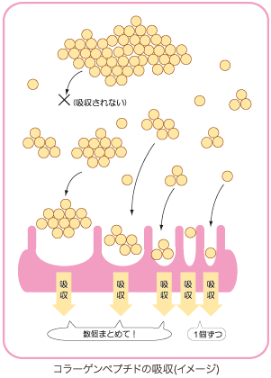 画像_コラーゲンペプチドの吸収(イメージ)